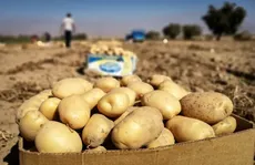 قیمت سیب‌زمینی باید زیر ۸۰ هزار تومان شود؛ ۲۰ هزار تن بار وارد بازار می‌شود / حباب قیمت می‌شکند؟