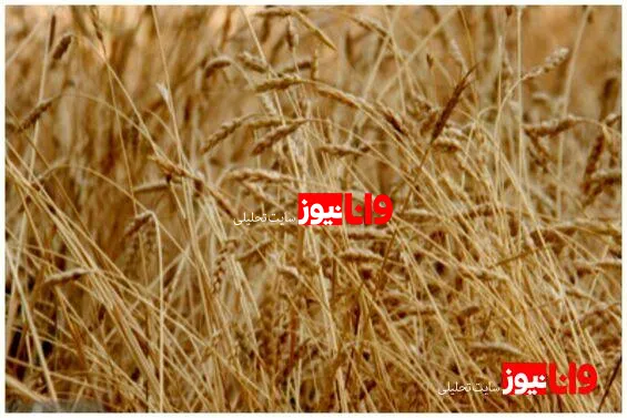 خبر مهم برای گندم‌کاران/ قیمت جدید گندم اعلام شد