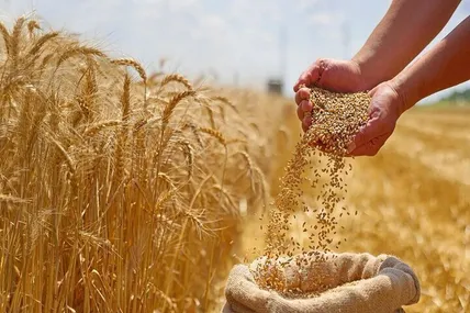 مطالبات گندمکاران پرداخت شد