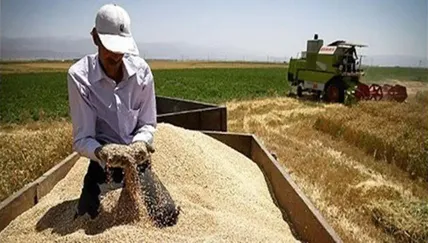 مطالبات گندمکاران همچنان در پرداخت نشده/ بلاتکلیفی گندمکاران و گلایه بنیاد ملی از بدقولی‌ها
