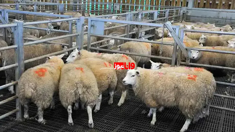 دام زنده