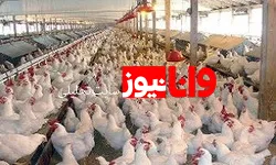 افزایش تورم تولید مرغداری‌ها