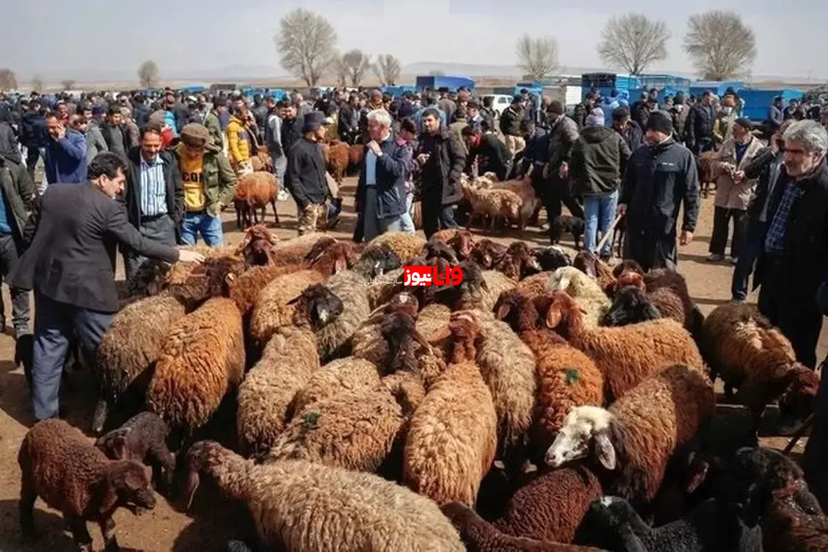 قیمت گوشت قرمز در تابستان ۱۴۰۵؛ دام زنده و گوشت منجمد چند شد؟