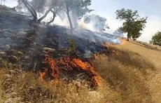 آتش سوزی در جنگل‌ها و مراتع 