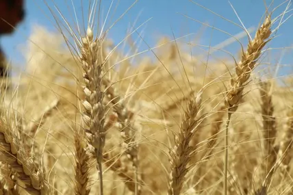 پول گندمکاران هنوز کامل نرسید؛ ۸.۲ میلیون تن گندم تحویل شد | هشدار برای کشت سال آینده