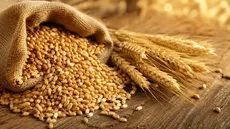 قیمت خرید تضمینی گندم ۱۴۰۵–۱۴۰۶ چه زمانی اعلام می‌شود؟ وعده ۱۰ روزه وزارت جهاد و پیشنهاد ۸۵ هزار تومانی برای گندمکاران