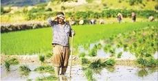 پای شالیکاران در گِل مانده است